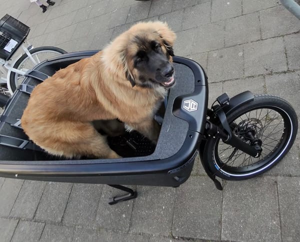 Cycling in the Netherlands: The Biggest Lifestyle Upgrade for Our Family
